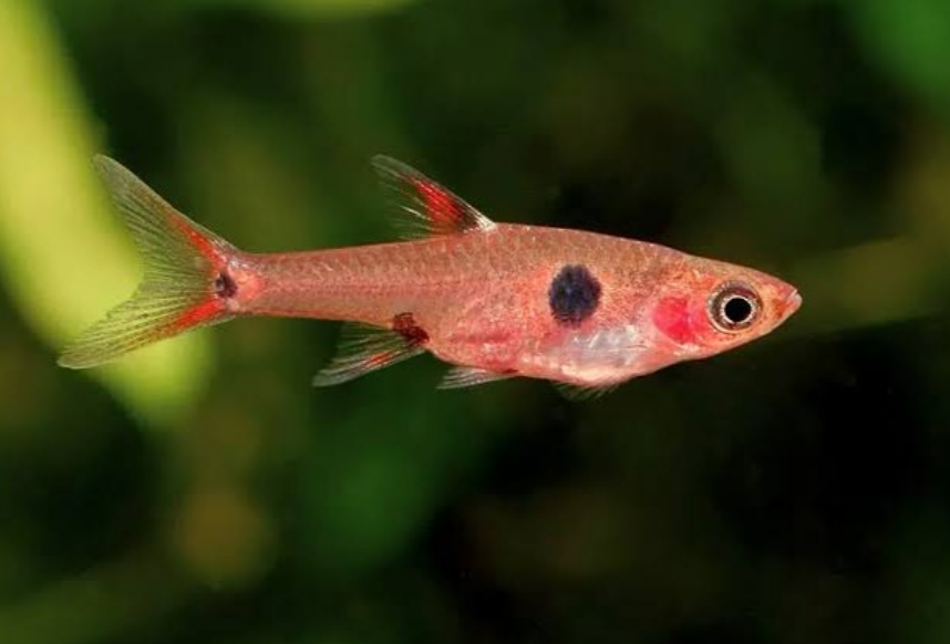 Dwarf/Pygmy Rasbora